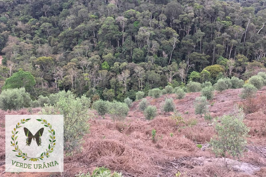 Fazenda Ouro Verde Urânia - O gigante da montanha